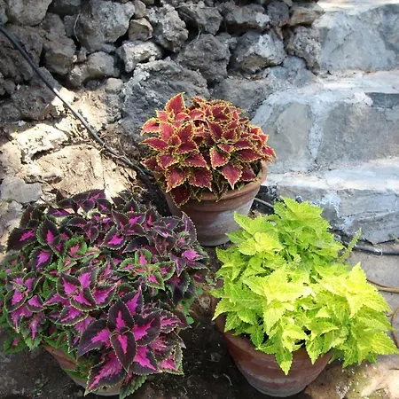 Sunny House, * Chayofa