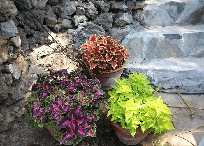 Sunny House, * Chayofa